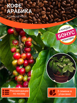 {{photo.Alt || photo.Description || 'Комнатный Кофе Арабика семена 3 шт + Бонус + Рекомендации по проращиванию БЕСПЛАТНО'}}