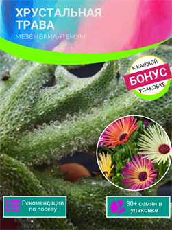 {{photo.Alt || photo.Description || 'Хрустальная Трава Мезембриантемум семена 30 шт + Бонус + Рекомендации по посеву БЕСПЛАТНО!'}}