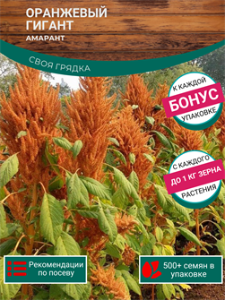 {{photo.Alt || photo.Description || 'Амарант Оранжевый Гигант семена 500шт + Бонус + Рекомендации по посеву БЕСПЛАТНО!'}}