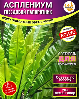 {{photo.Alt || photo.Description || 'ПАПОРОТНИК Асплениум Гнездовой Семена 20 шт + Бонус + Рекомендации по посеву БЕСПЛАТНО!'}}