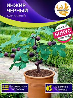 {{photo.Alt || photo.Description || 'Инжир Черный Комнатный семена 10 шт + Бонус + Рекомендации по проращиванию БЕСПЛАТНО!'}}