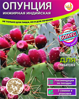 {{photo.Alt || photo.Description || 'Опунция Инжирная Индийская семена 3шт + Советы по Посеву + Подарок'}}