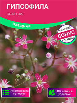 {{photo.Alt || photo.Description || 'Гипсофила Красная семена 10шт + Бонус + Рекомендации по посеву БЕСПЛАТНО!'}}