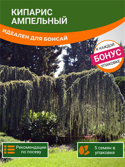 {{photo.Alt || photo.Description || 'Кипарис Ампельный 5 семян Идеален для Бонсай + Бонус + Рекомендации по посадке БЕСПЛАТНО!'}}