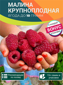 {{photo.Alt || photo.Description || 'Малина Крупноплодная семена 15 шт + Бонус + Рекомендации по проращиванию БЕСПЛАТНО!'}}