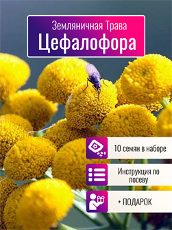 {{photo.Alt || photo.Description || 'Земляничная Трава Цефалофора семена 10 шт + Бонус + Рекомендации по Посеву БЕСПЛАТНО!'}}