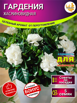 {{photo.Alt || photo.Description || 'Гардения Жасминовидная семена 5 шт + Бонус + Рекомендации по проращиванию БЕСПЛАТНО'}}