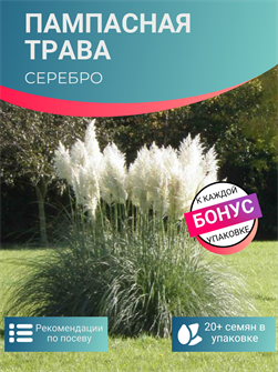 {{photo.Alt || photo.Description || 'Пампасная Трава Серебро семена более 20 шт + Бонус + Рекомендации по посеву'}}