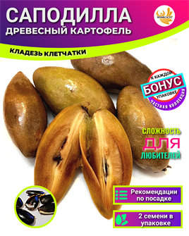 {{photo.Alt || photo.Description || 'Саподилла семена 2шт + Бонус + Рекомендации по проращиванию БЕСПЛАТНО!'}}