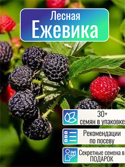 {{photo.Alt || photo.Description || 'Ежевика Лесная семена 30 шт + Бонус + Рекомендации по посадке БЕСПЛАТНО!'}}
