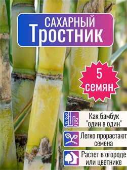 {{photo.Alt || photo.Description || 'Сахарный Тростник семена 5 шт. Как Бамбук! + Бонус + Рекомендации по посеву'}}