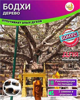 {{photo.Alt || photo.Description || 'Дерево Бодхи семена 2шт + Бонус + Инструкции по посеву БЕСПЛАТНО!'}}