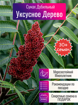 {{photo.Alt || photo.Description || 'Уксусное Дерево семена 30+шт Сумах Дубильный + Бонус + Рекомендации по посеву БЕСПЛАТНО'}}