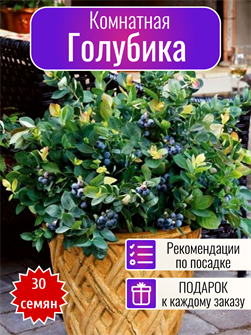 {{photo.Alt || photo.Description || 'Голубика Комнатная семена более 30 шт + Бонус + Рекомендации по посадке!'}}