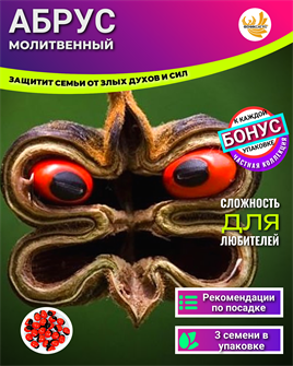 {{photo.Alt || photo.Description || 'Абрус Молитвенный семена 3 шт + Бонус + Рекомендации по проращиванию'}}