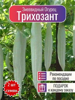 {{photo.Alt || photo.Description || 'Трихозант Змеевидный Огурец семена 2 шт + Бонус + Рекомендации по проращиванию'}}