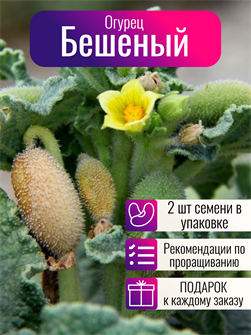 {{photo.Alt || photo.Description || 'Бешеный Огурец семена 2 шт + Бонус + Рекомендации по проращиванию'}}