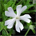 Силена Капенсис Silene Capensis семена 5 шт + Бонус + Рекомендации по проращиванию 10454