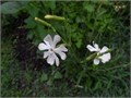 Силена Капенсис Silene Capensis семена 5 шт + Бонус + Рекомендации по проращиванию 10454
