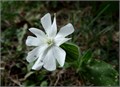 Силена Капенсис Silene Capensis семена 5 шт + Бонус + Рекомендации по проращиванию 10454