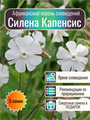 Силена Капенсис Silene Capensis семена 5 шт + Бонус + Рекомендации по проращиванию 10454