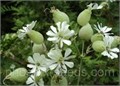 Силена Капенсис Silene Capensis семена 5 шт + Бонус + Рекомендации по проращиванию 10454