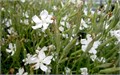 Силена Капенсис Silene Capensis семена 5 шт + Бонус + Рекомендации по проращиванию 10454