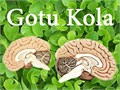 Готу Кола Пища для Мозга семена 5 шт + Бонус + Рекомендации по проащиванию 10455