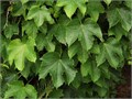 Бостонский Плющ семена 5 шт + Бонус + Рекомендации по проращиванию 10460