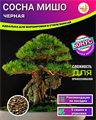 Сосна Чёрная МИШО-Семена для Бонсай 5 шт + Бонус + Рекомендации по посеву БЕСПЛАТНО! 10052