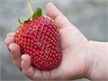 Клубника Гигант семена 15 шт + Бонус + Рекомендации по проращиванию 10462