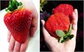 Клубника Гигант семена 15 шт + Бонус + Рекомендации по проращиванию 10462