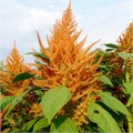 Амарант Оранжевый Гигант семена более 50шт + приятный Бонус! 10471