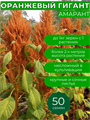 Амарант Оранжевый Гигант семена более 50шт + приятный Бонус! 10471