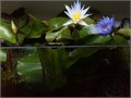 Кувшинка Нимфея Тропическая смесь видов семена 5шт, Свежие + рекомендации по проращиванию + Подарок 10475