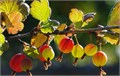 КРЫЖОВНИК Медовый семена 10 шт + Бонус + Рекомендации по посадке БЕСПЛАТНО! 10477