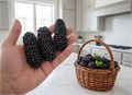 Ежевика ГИГАНТ Черный Бриллиант семена 10 шт + Бонус + Рекомендации по посадке БЕСПЛАТНО! 10478