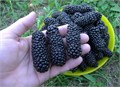 Ежевика ГИГАНТ Черный Бриллиант семена 10 шт + Бонус + Рекомендации по посадке БЕСПЛАТНО! 10478