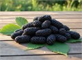 Ежевика ГИГАНТ Черный Бриллиант семена 10 шт + Бонус + Рекомендации по посадке БЕСПЛАТНО! 10478