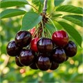 Вишня Сладкая ЧЕРНУШКА семена 5 шт + Бонус + Рекомендации по посеву 10480