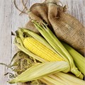 Кукуруза МЕГА СЛАДОСТЬ Сахарная семена 10шт + Бонус + Рекомендации по проращиванию 10486