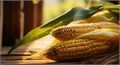 Кукуруза БОН АППЕТИТ Сахарная семена 10шт + Бонус + Рекомендации по проращиванию 10487