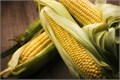 Кукуруза БОН АППЕТИТ Сахарная семена 10шт + Бонус + Рекомендации по проращиванию 10487