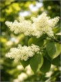 СИРЕНЬ Амурская семена 5шт + Советы по Посеву + Подарок 10493