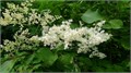 СИРЕНЬ Амурская семена 5шт + Советы по Посеву + Подарок 10493