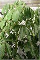 ШЕФФЛЕРА Лучелистная Семена 3шт + Бонус + Рекомендации по посеву БЕСПЛАТНО! 10497
