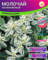 Молочай Окаймлённый семена 20шт + Бонус + Рекомендации по посадке БЕСПЛАТНО 10057