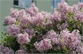 СИРЕНЬ Венгерская семена 10шт + Советы по Посеву + Подарок 10504