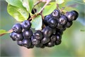 РЯБИНА Черноплодная семена 10 шт + Бонус + Рекомендации по посеву 10514