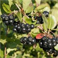 РЯБИНА Черноплодная семена 10 шт + Бонус + Рекомендации по посеву 10514